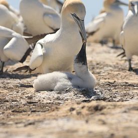 Feeding Gannets van Anne Vermeer