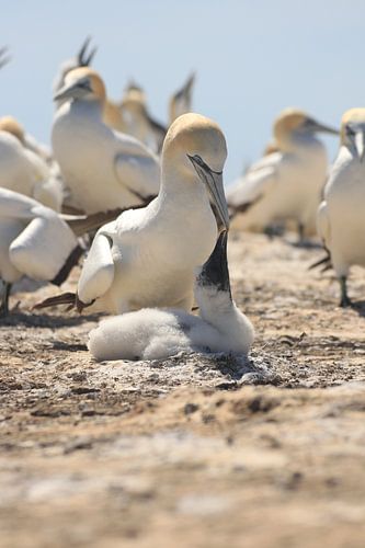 Fütterungs-Tölpel von Anne Vermeer