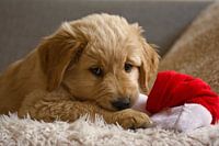 Golden Retriever puppy