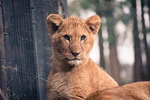 Le lionceau