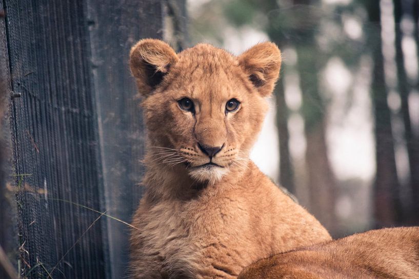 Het Leeuwenwelpje van Sven Wildschut