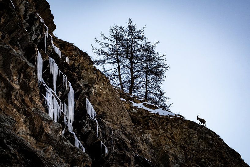 Steinbock und gefrorener Wasserfall von Sam Mannaerts