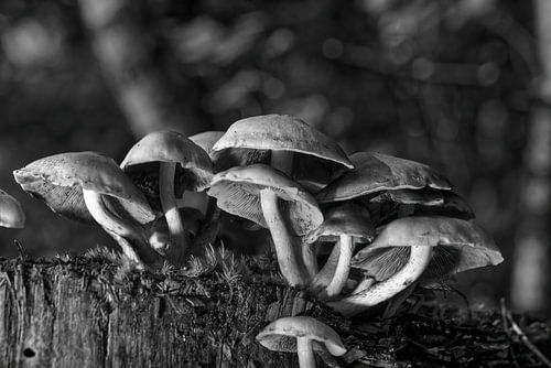 Paddenstoelen op bemoste boomstronk