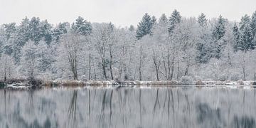 Frozen forest by Sven Scraeyen