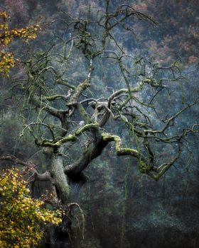 L'arbre magique de Sint Maarten
