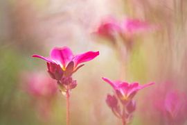 vergessene Blumen von Francis Dost