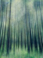 Grüner Waldaufstieg