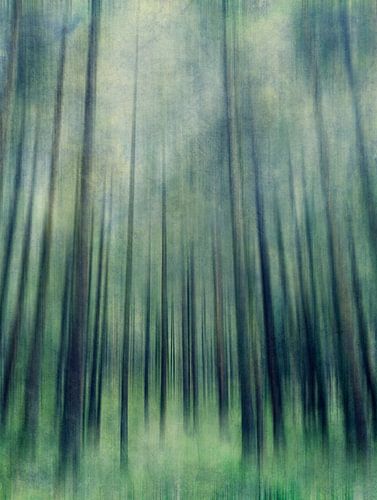 Groene bossen beklimming