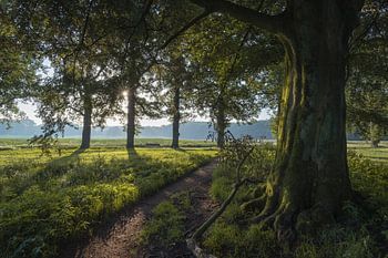 Mon arbre préféré