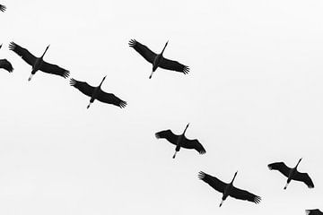 Formation by Bert Kok