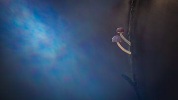 Beam me up! van Maarten Trybou