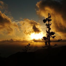 Agave van Ramon Labusch