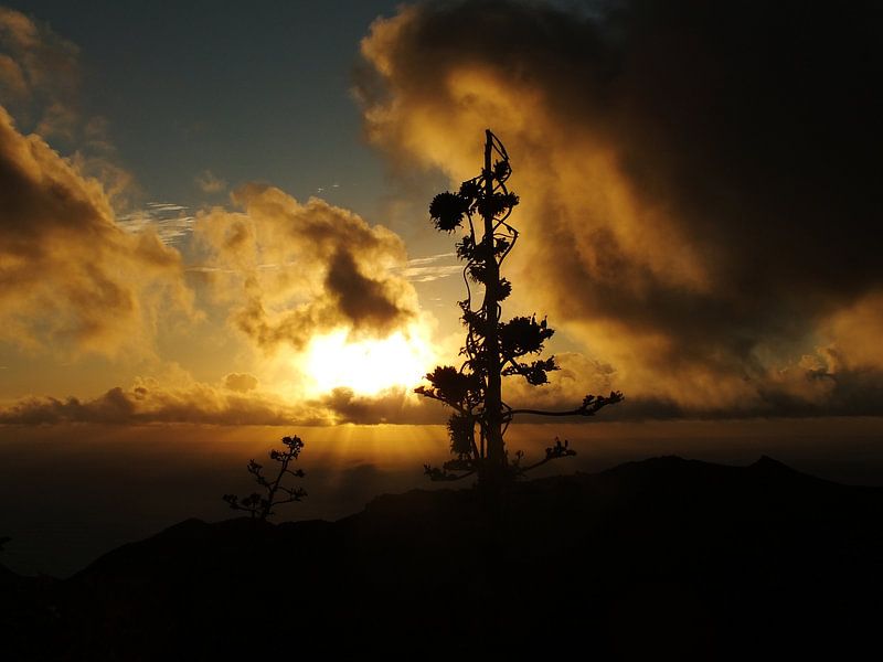 Agave par Ramon Labusch