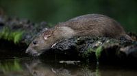 Dorstige rat
