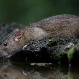 Thirsty rat by Henk Zielstra