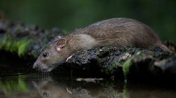 Durstige Ratte von Henk Zielstra