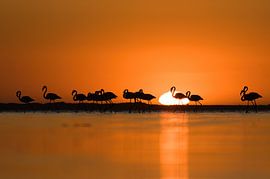 Flamingos bei Sonnenuntergang von Rick van der Weijde