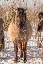 Konik im Schnee von Ans Bastiaanssen