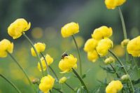 Fleur de montagne avec abeille