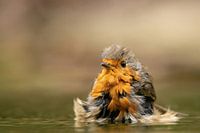 Robin taking a bath