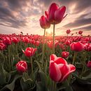 Tulip field at sunset by Black Coffee thumbnail