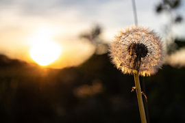 Löwenzahn bei Sonnenuntergang. von Frank Slaghuis
