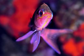 UNDERWATER ART - 3COLAS by LISA DC