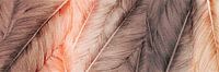 Natural Panorama Featherlight