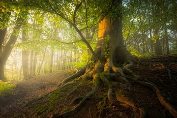 Spring dream - Tree in the morning sun by Jeroen Lagerwerf