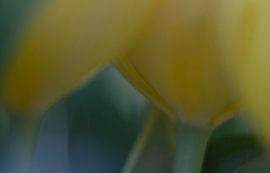 Tulip Art by Deez, Tulpen in Nederland van Desiree Adam-Vaassen