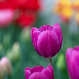 Violette tulp in lentepracht van Ivonne Fuhren-van de Kerkhof