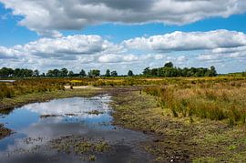 Natural flood plain by Werner Lerooy