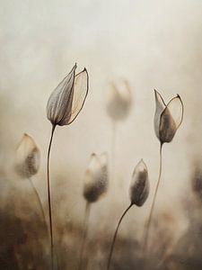 Gentle Flora No 10