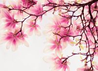 Magnolie, reine Schönheit