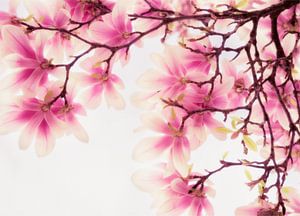 Magnolia, beauté pure sur André Post