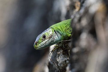 Lézard vert occidental (Lacerta bilineata) Allemagne sur Frank Fichtmüller