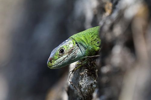 Westelijke groene hagedis (Lacerta bilineata) Duitsland