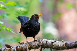 Blackbird by Merijn Loch
