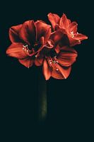 Amaryllis Red