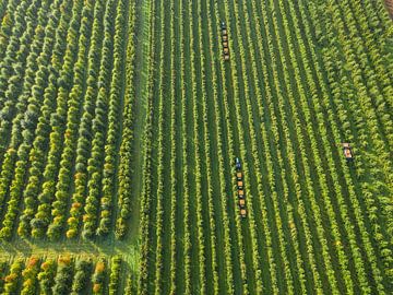 Fruit orchards and the picking train by Moetwil en van Dijk - Fotografie