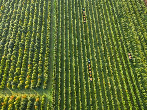 Fruitboomgaarden en de plukoogsttrein