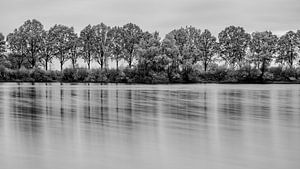 Spiegelung im Wasser von einer Baumreihe