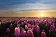 Zonsopkomst boven de bollenstreek van Bart Verbrugge thumbnail