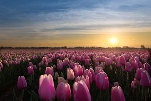  Sonnenaufgang über der Tulpen  von Bart Verbrugge