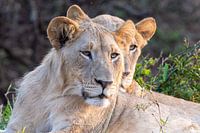 Südafrika Zuka Private Game Reserve