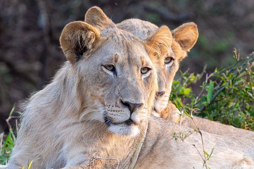 Südafrika Zuka Private Game Reserve