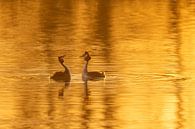 Bantering Grebes in the Golden Hour by Erik Veldkamp thumbnail