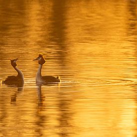 Bantering Grebes in the Golden Hour by Erik Veldkamp