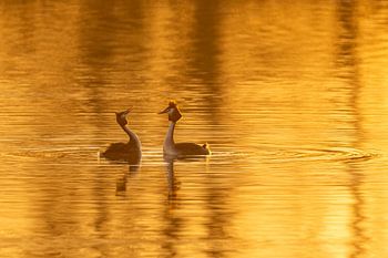 Zankende Haubentaucher in der Goldenen Stunde