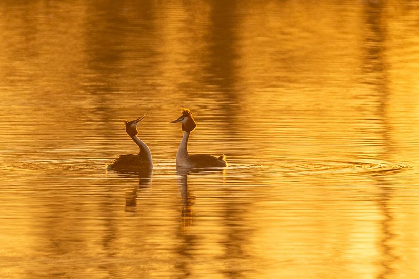Bantering Grebes in the Golden Hour by Erik Veldkamp